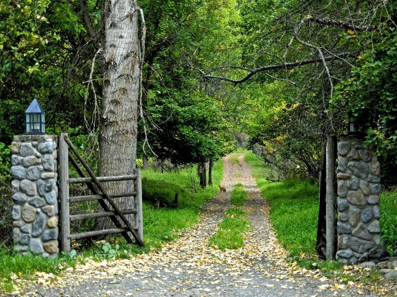 naturaleza fondo de pantalla hd para móvil,naturaleza,árbol,paisaje natural,bosque,bosque