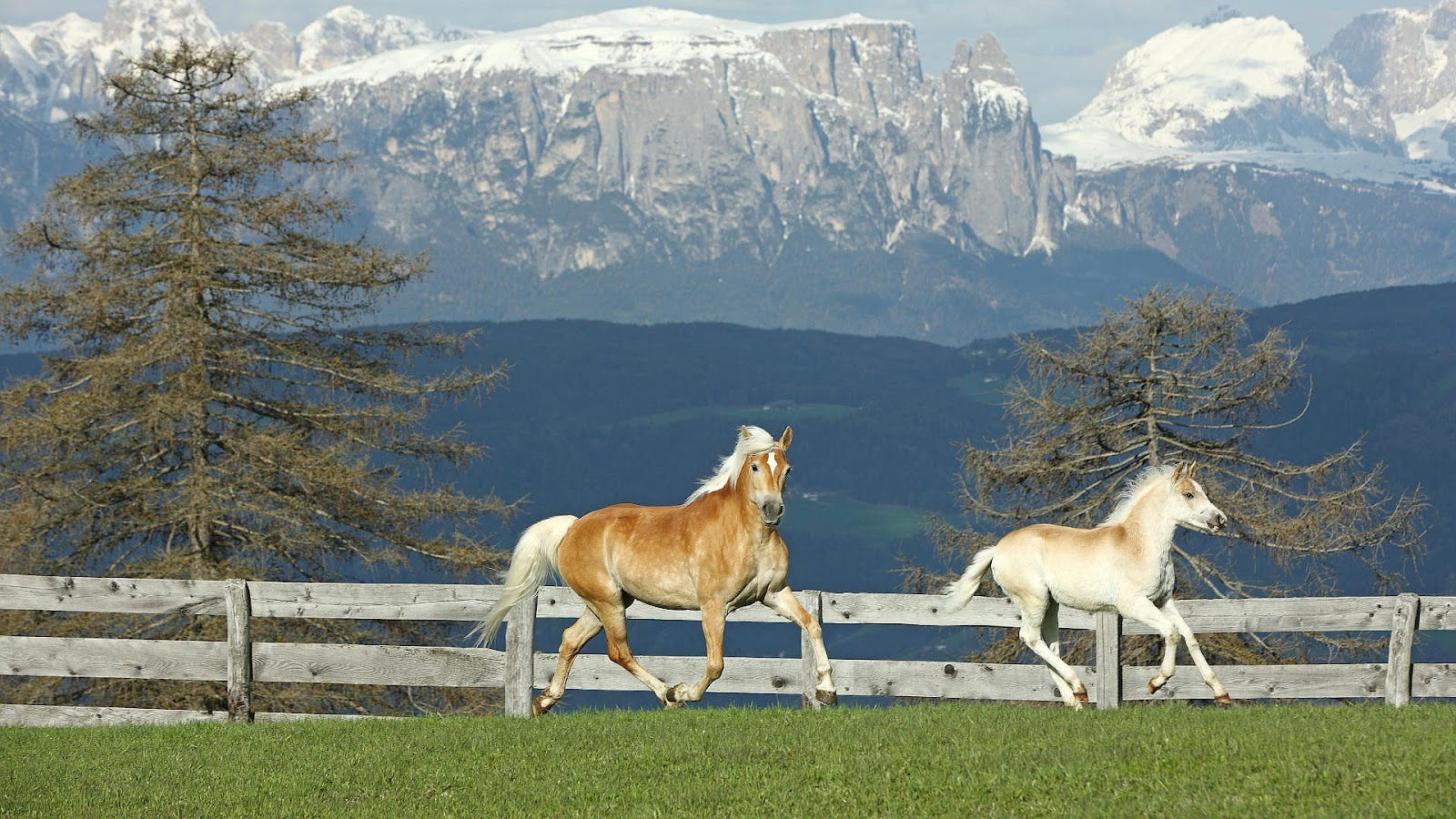 naturaleza fondos de pantalla hd descargar,caballo,paisaje natural,fauna silvestre,pradera,cielo