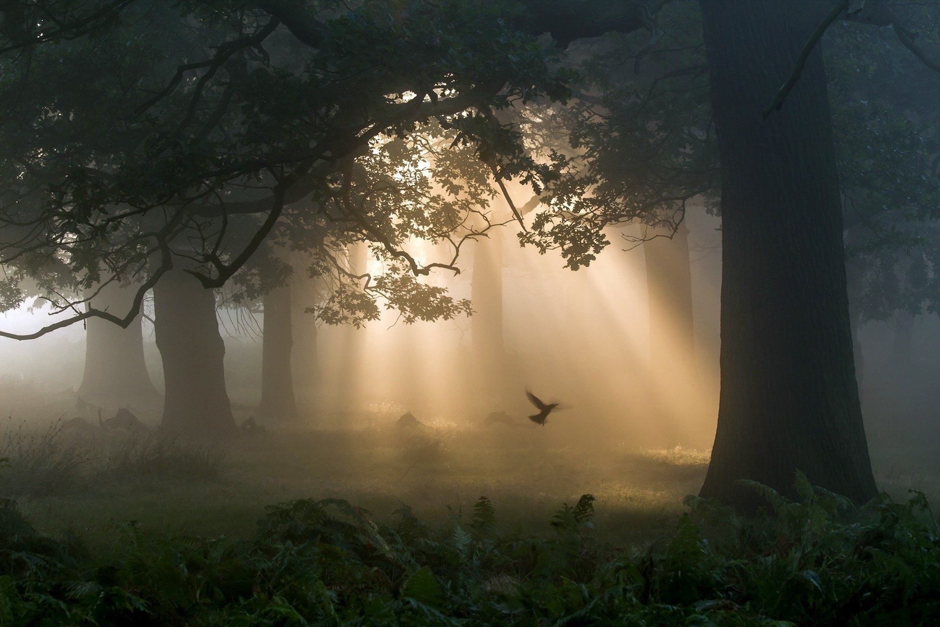 naturaleza fondo de pantalla hd para móvil,naturaleza,niebla,paisaje natural,mañana,luz del sol