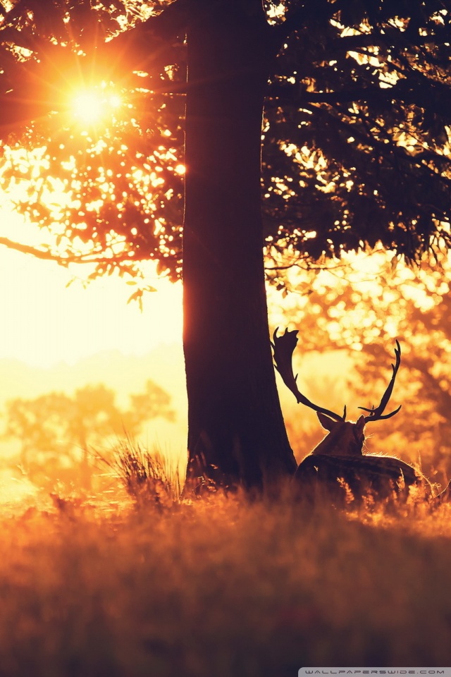 sfondi natura hd per cellulari,cielo,calore,albero,alba,luce del sole