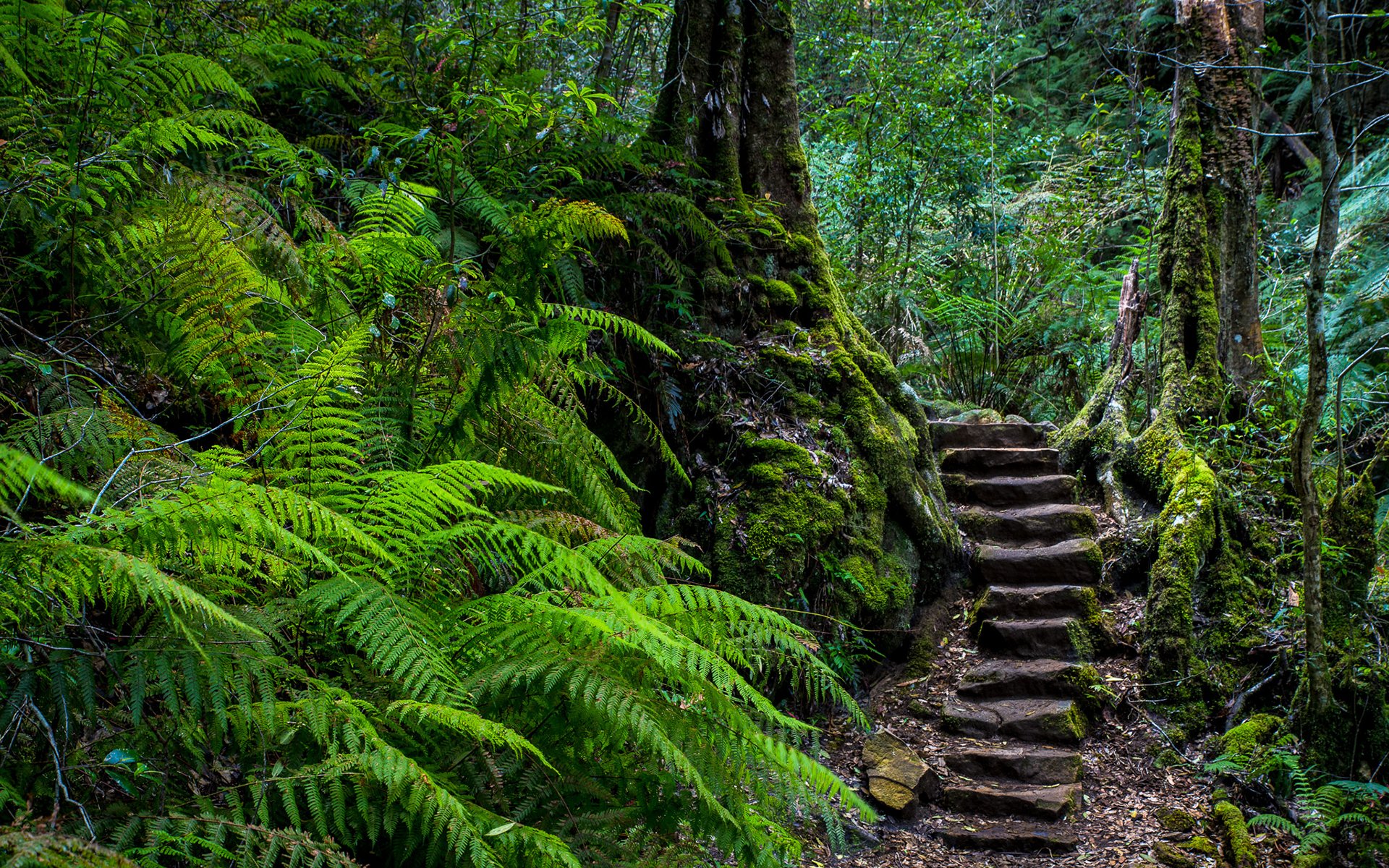 11 Nature Stone Steps In Forest WallpaperUse