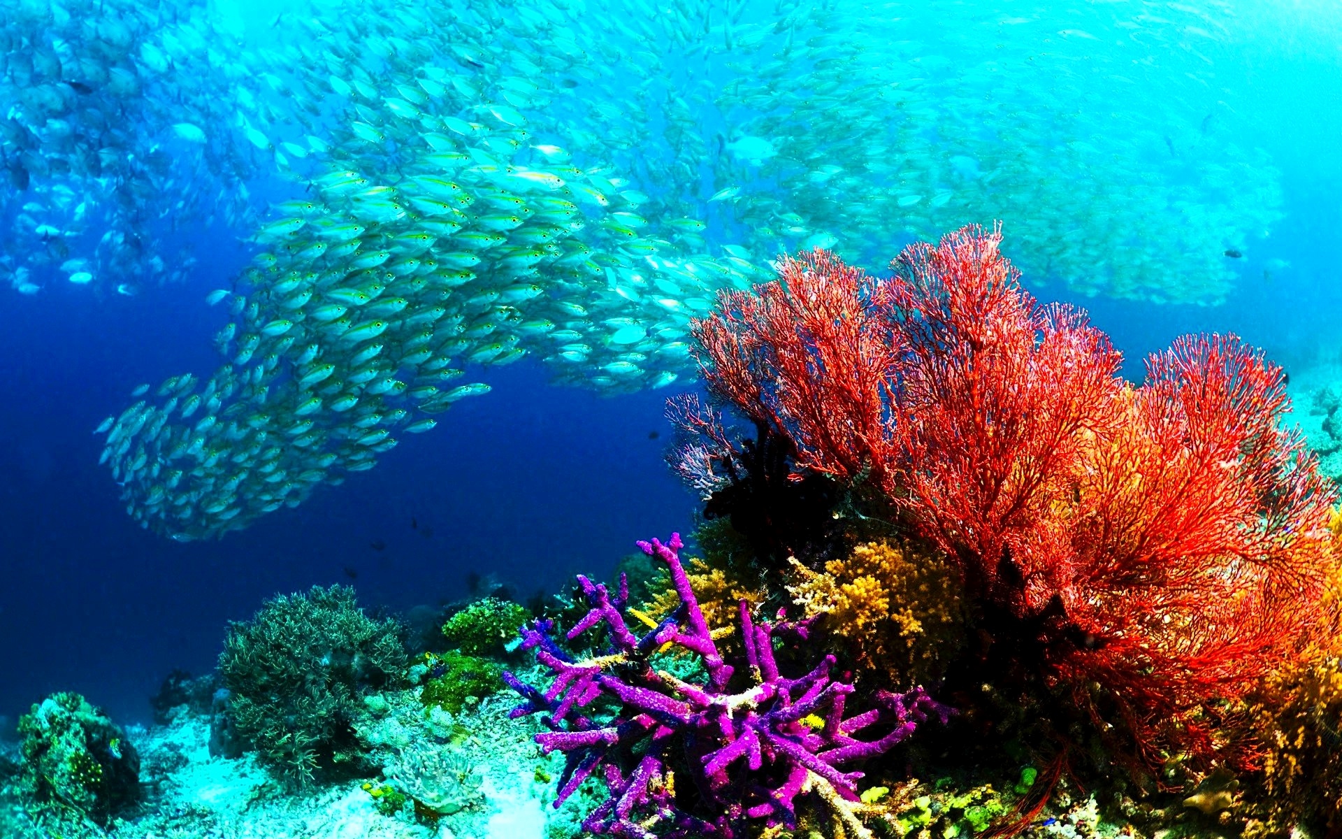 모바일 자연 배경 화면의 hd,암초,산호초,수중,산호,해양 생물학