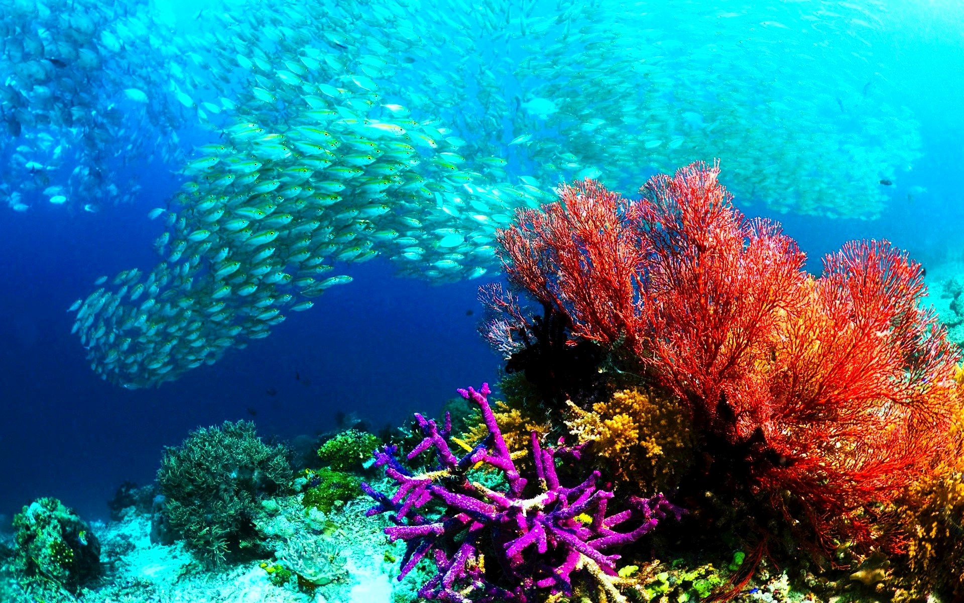 モバイル用自然壁紙hd,リーフ,サンゴ礁,水中,コーラル,海洋生物学