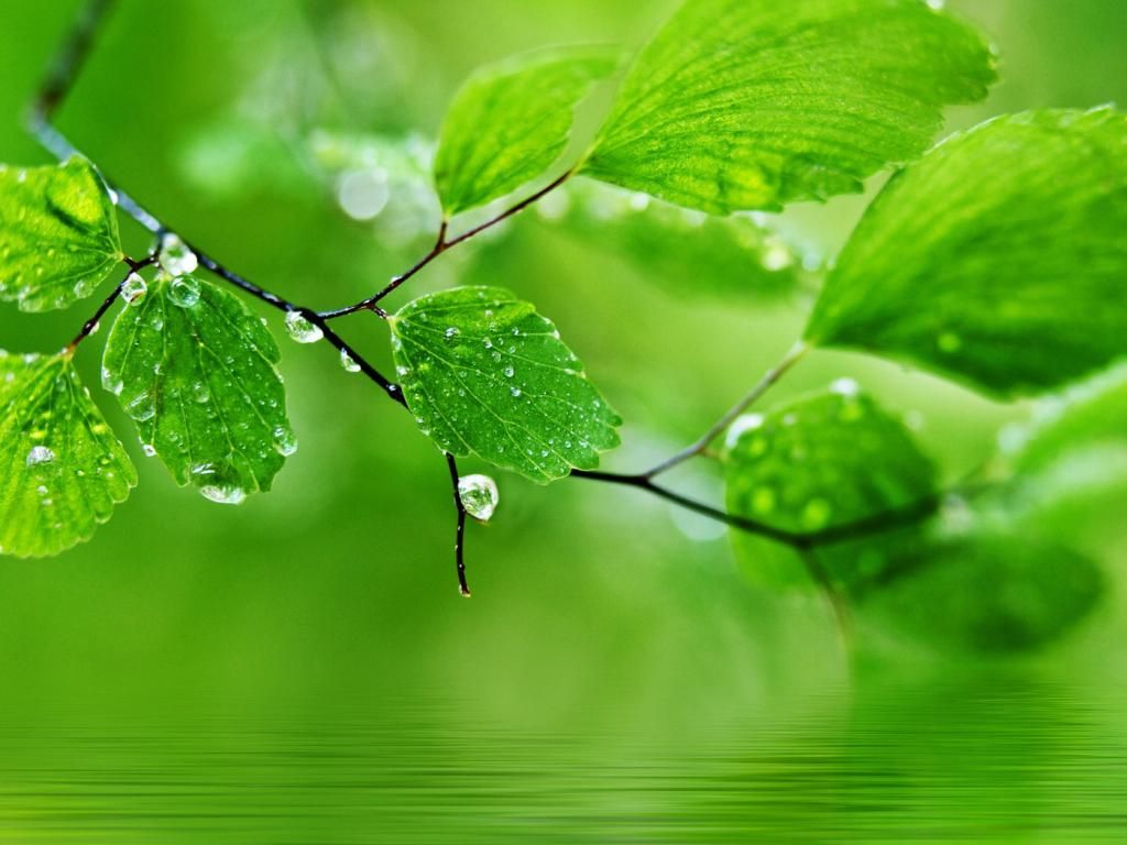 fond d'écran nature téléchargement hd,vert,feuille,l'eau,la nature,rosée