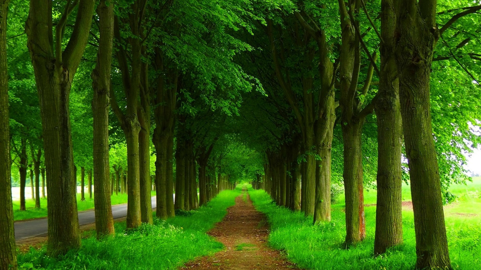 モバイル用自然壁紙hd,木,緑,自然の風景,自然,森林