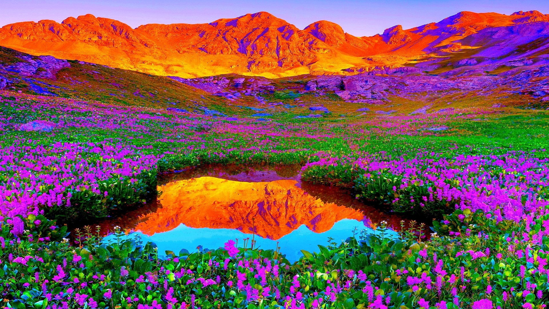 nature wallpaper hd download,natural landscape,nature,lavender,purple,flower
