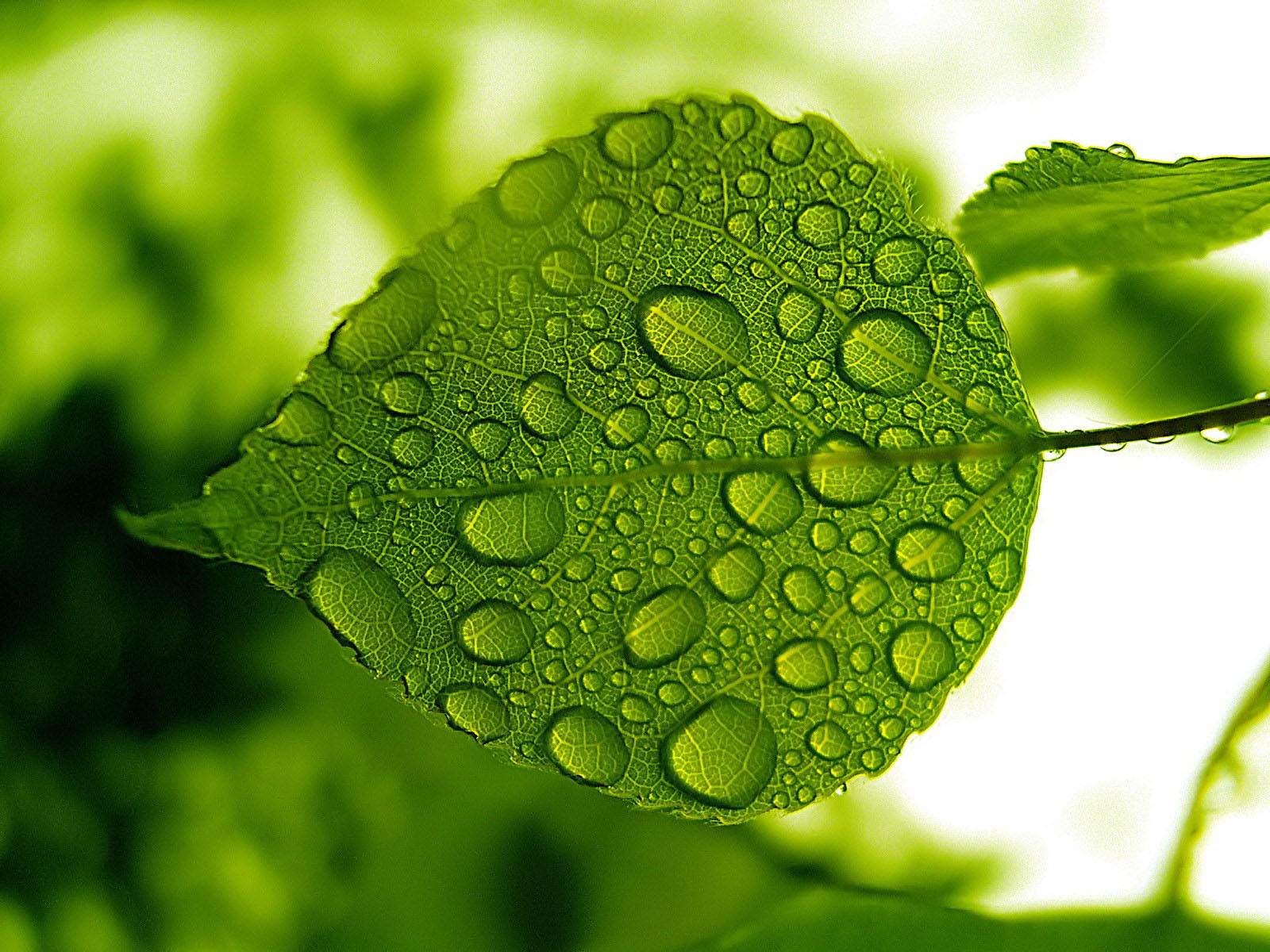 モバイル用自然壁紙hd,緑,葉,水,露,工場