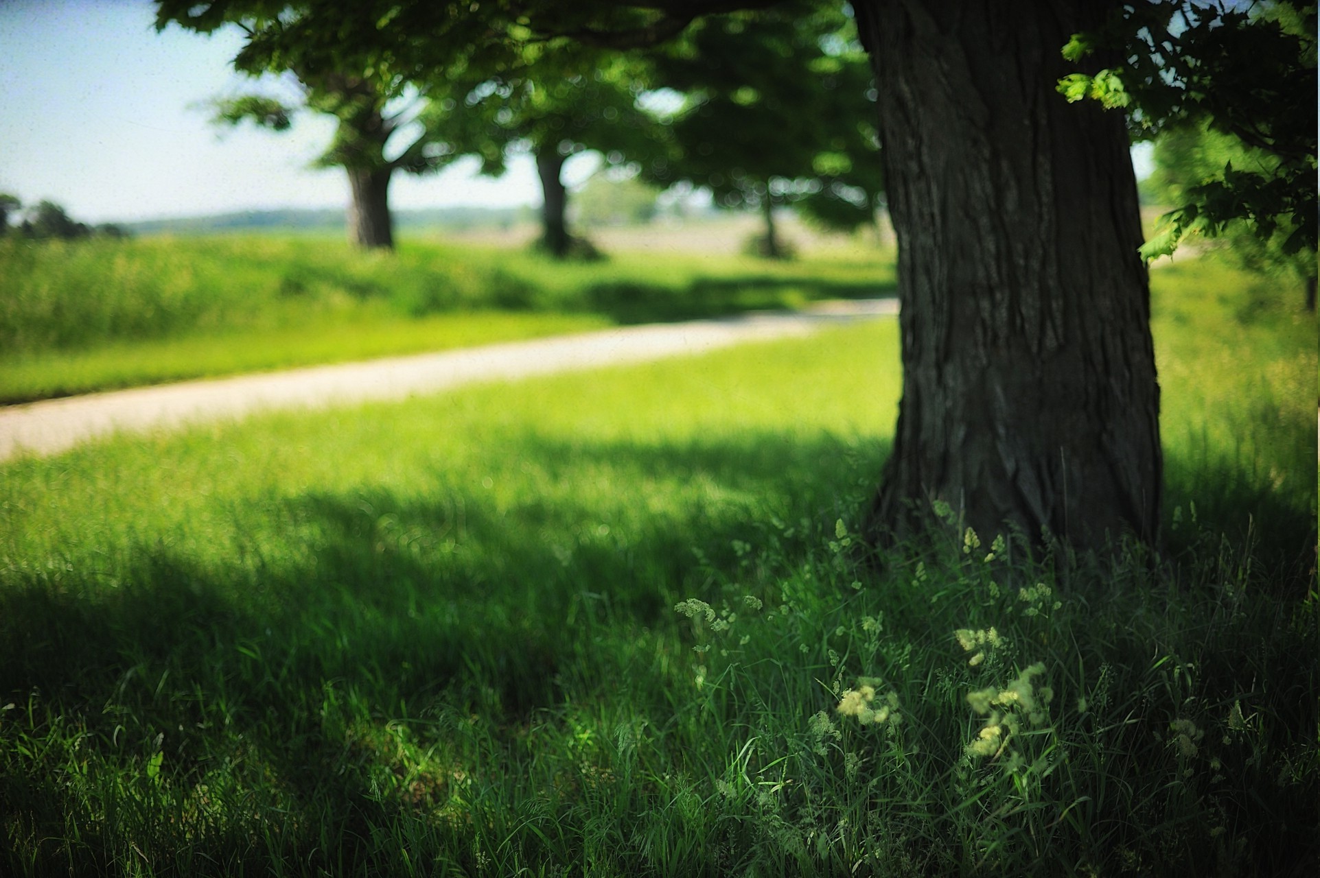 sfondi natura hd per cellulari,verde,paesaggio naturale,natura,albero,erba