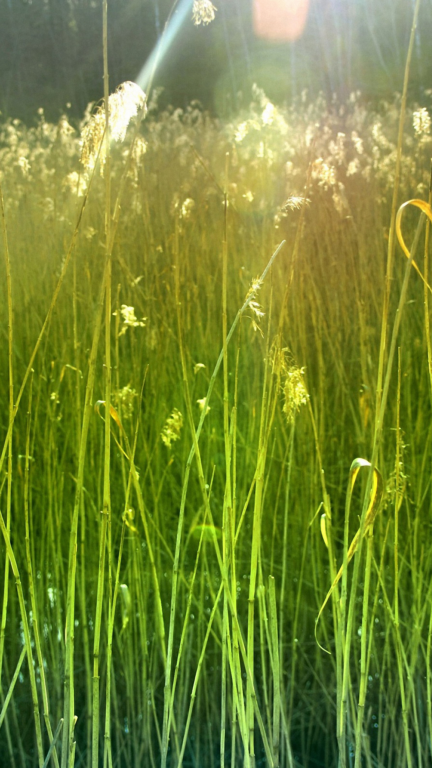 natur wallpaper hd für handy,gras,pflanze,grasfamilie,wasserpflanze,wasser