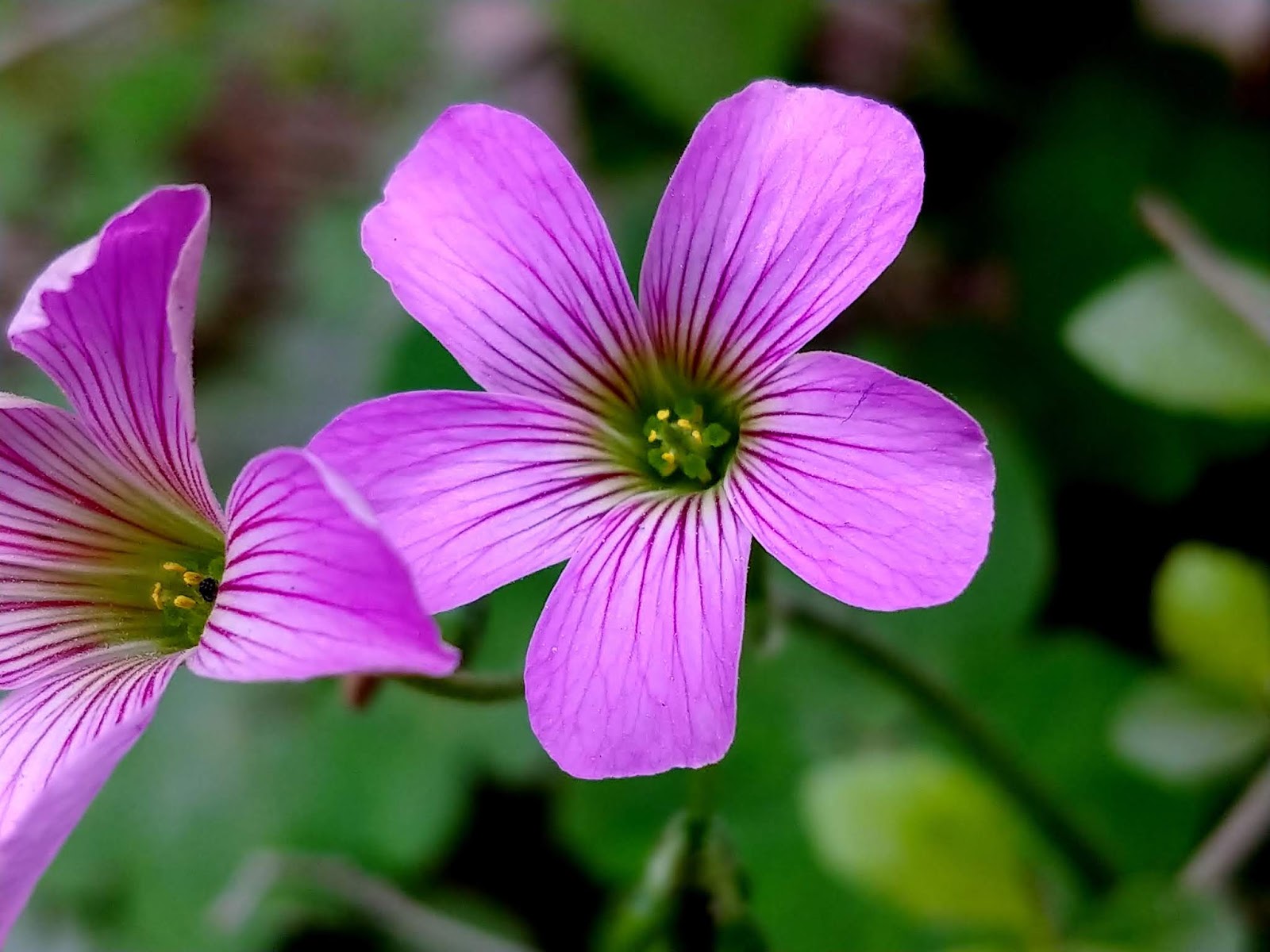 nature wallpaper full hd,flowering plant,violet woodsorrel,flower,petal,plant