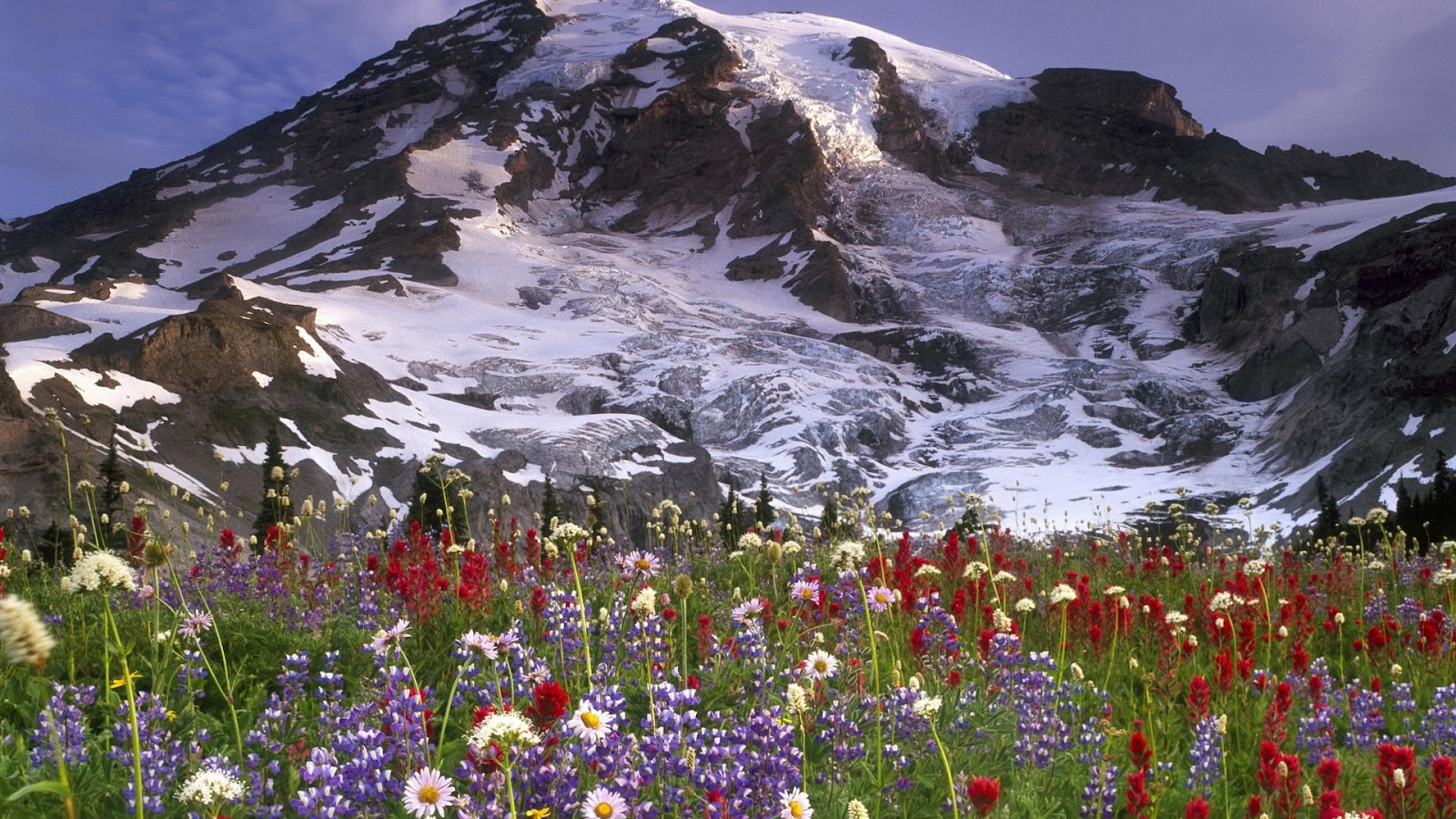 sfondi natura full hd,paesaggio naturale,natura,montagna,prato,fiore di campo