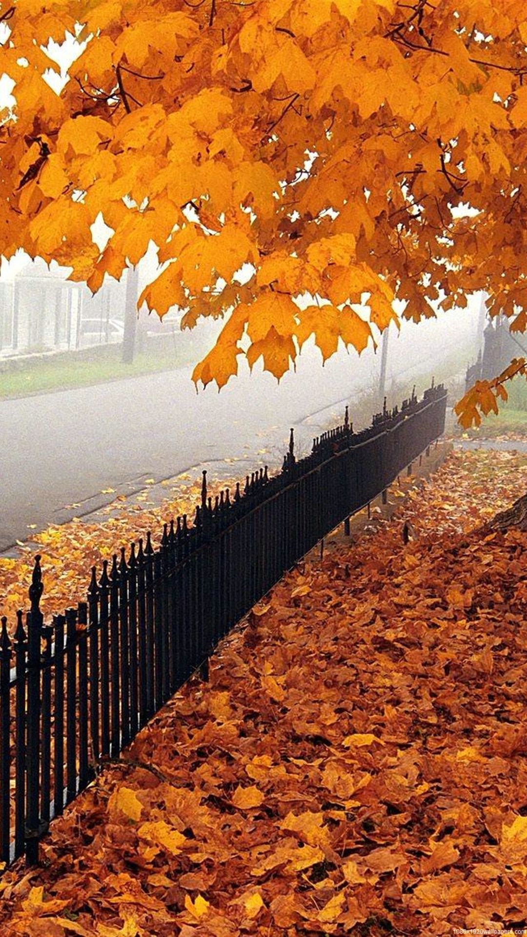 sfondi natura hd per cellulari,albero,autunno,foglia,giallo,paesaggio naturale