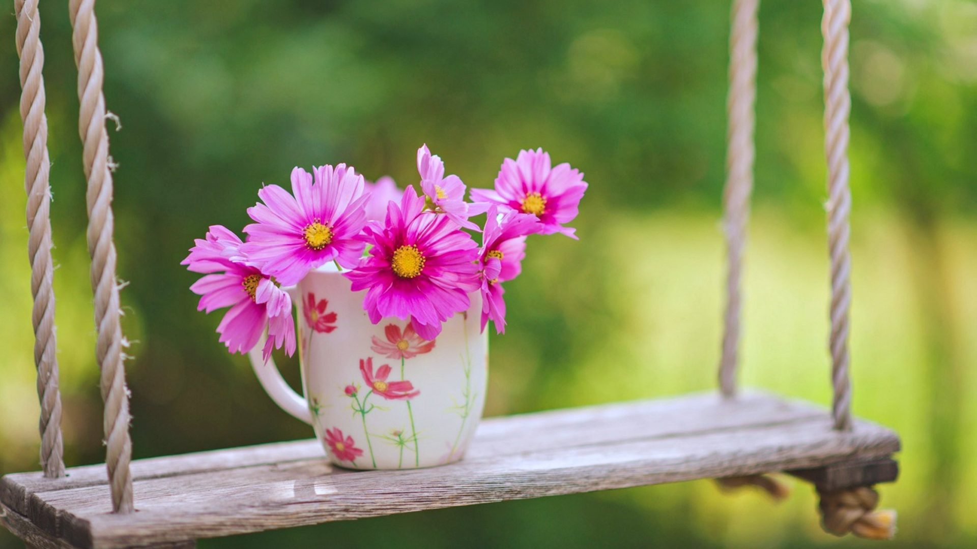 sfondi natura hd per cellulari,fiore,rosa,pianta,petalo,primavera