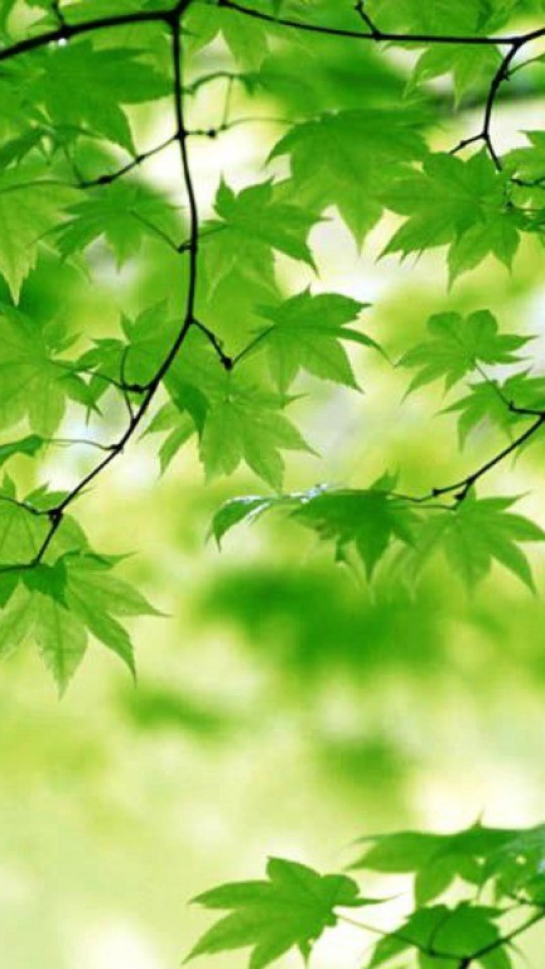 nature wallpaper hd for mobile,leaf,green,tree,branch,plant