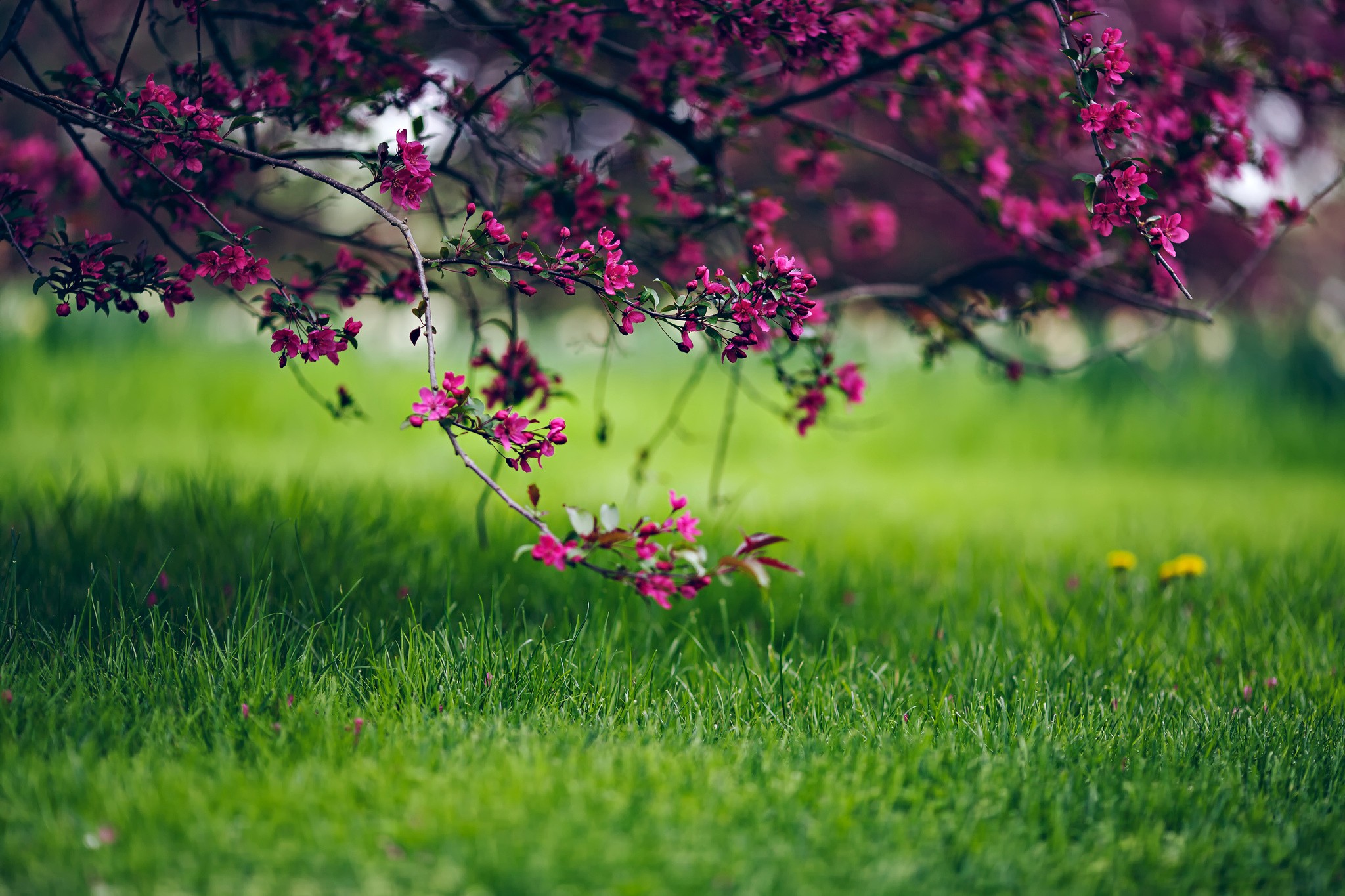 nature wallpaper full hd,nature,natural landscape,flower,green,spring