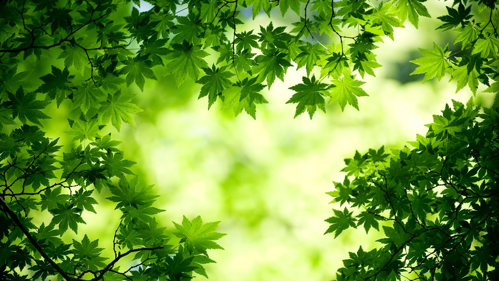 nature wallpaper full hd,green,leaf,nature,vegetation,tree