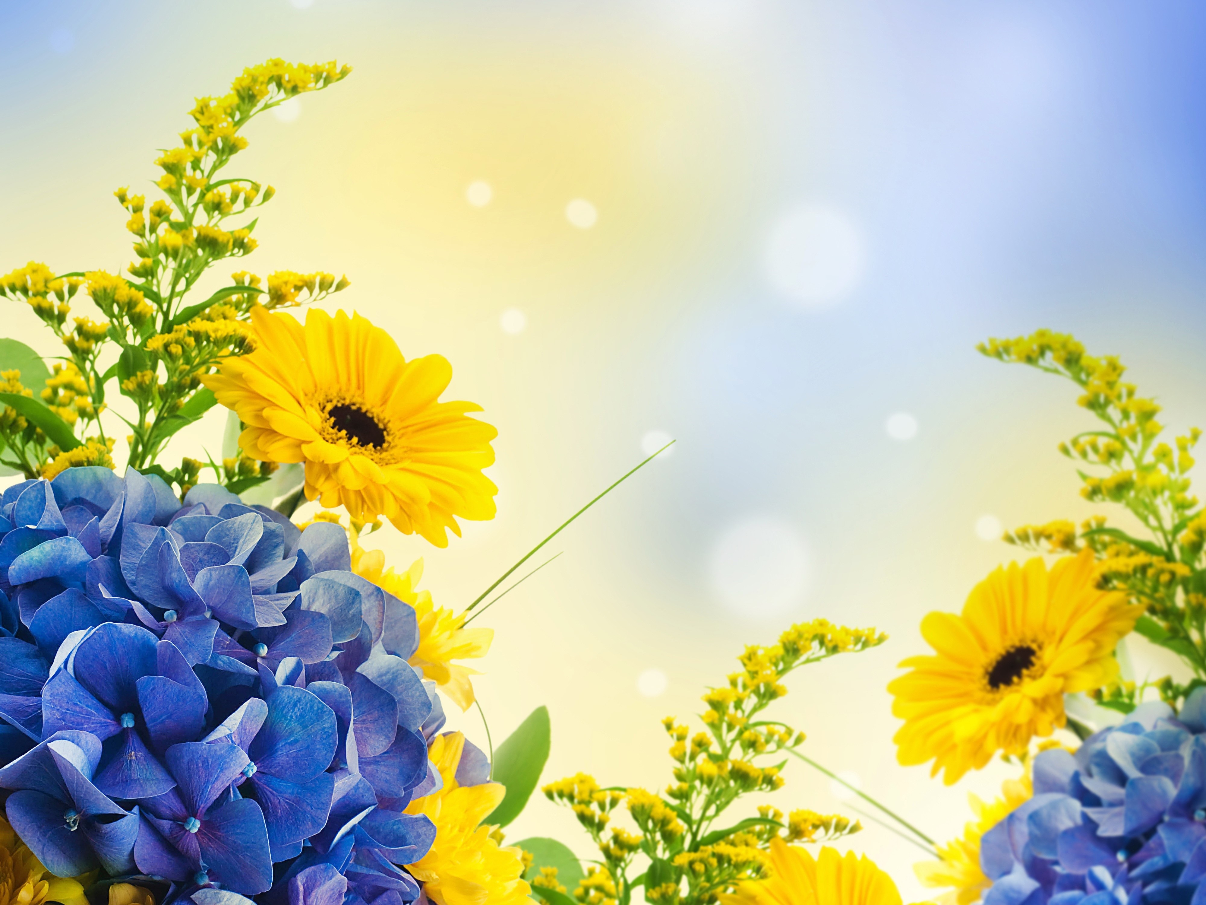 nature wallpaper full hd,flower,flowering plant,plant,yellow,blue
