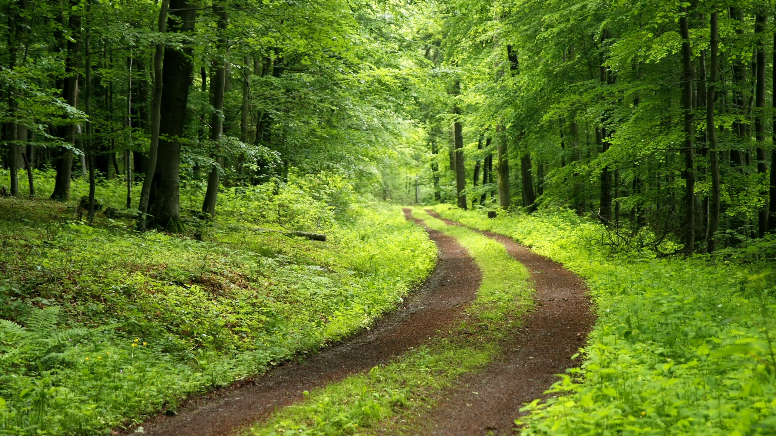 sfondi natura full hd,paesaggio naturale,natura,foresta,verde,albero