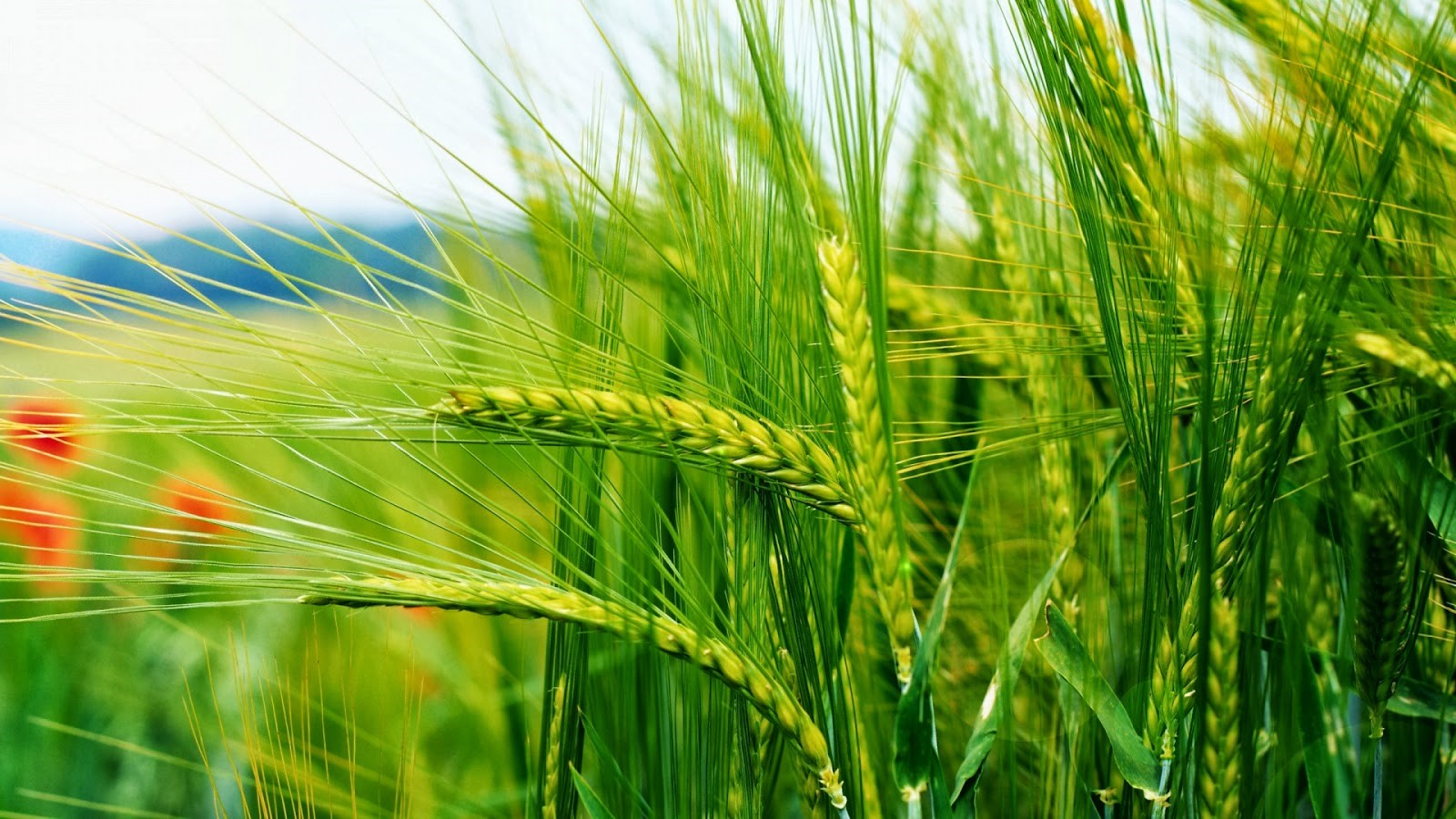 nature wallpaper full hd,plant,barley,hordeum,food grain,triticale