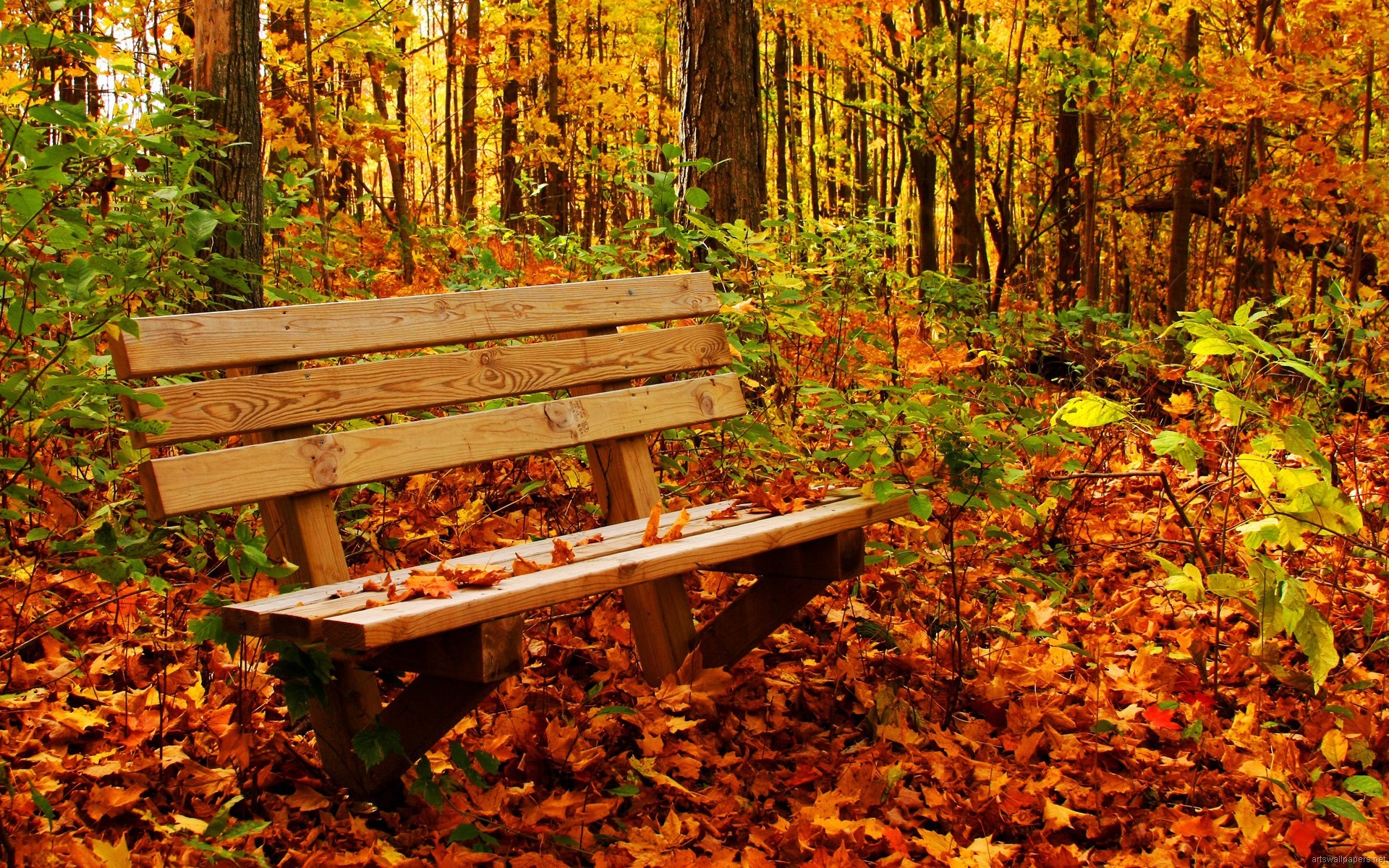 nature wallpaper full hd,natural landscape,nature,deciduous,bench,leaf