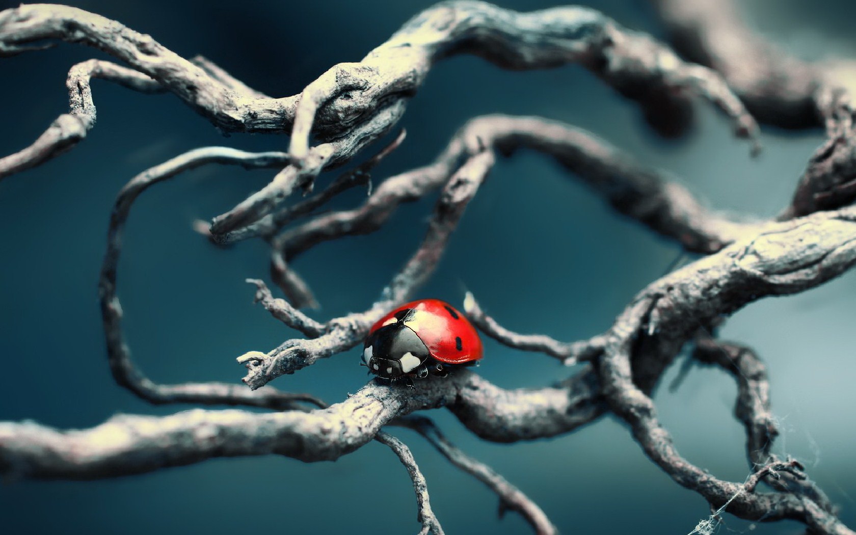 nature wallpaper full hd,macro photography,branch,organism,still life photography,twig