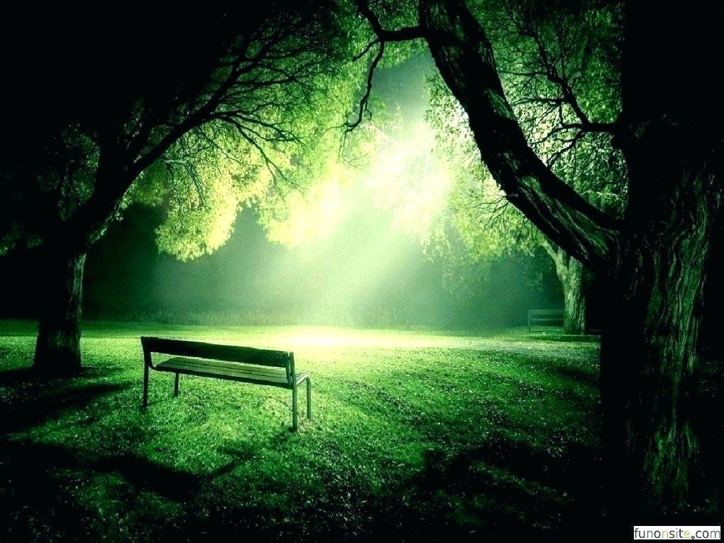 nature wallpaper full hd,green,nature,natural landscape,tree,light