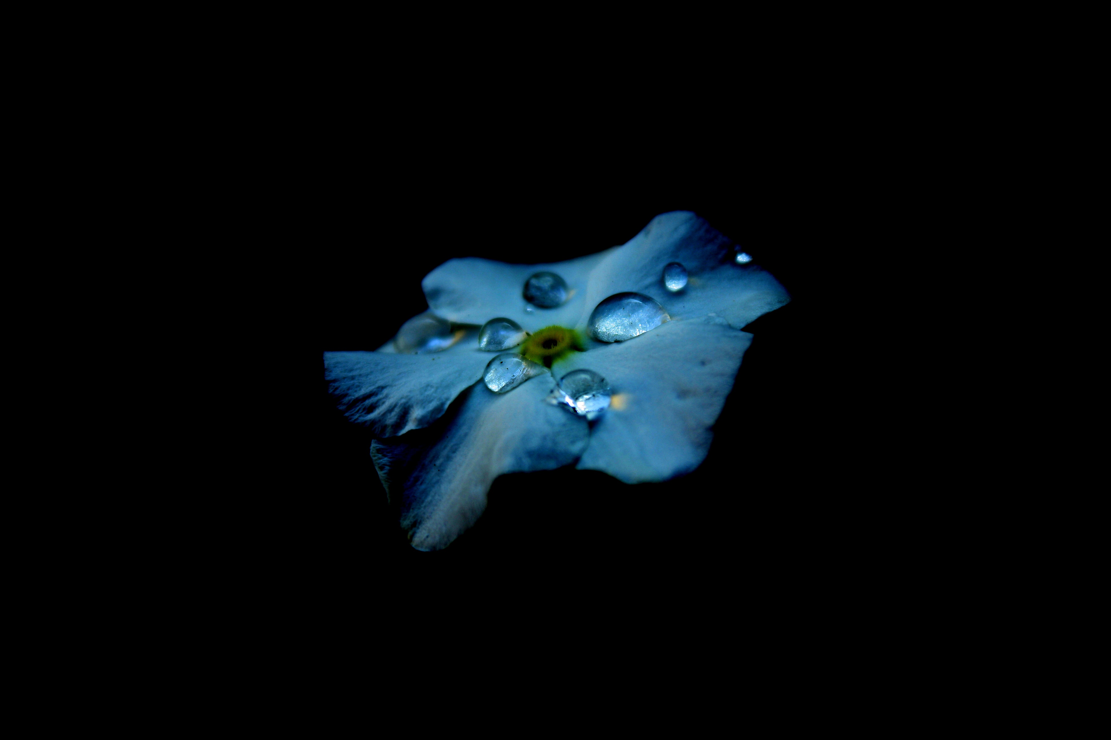 fonds d'écran amoled,bleu,plante,fleur,bleu électrique,pétale