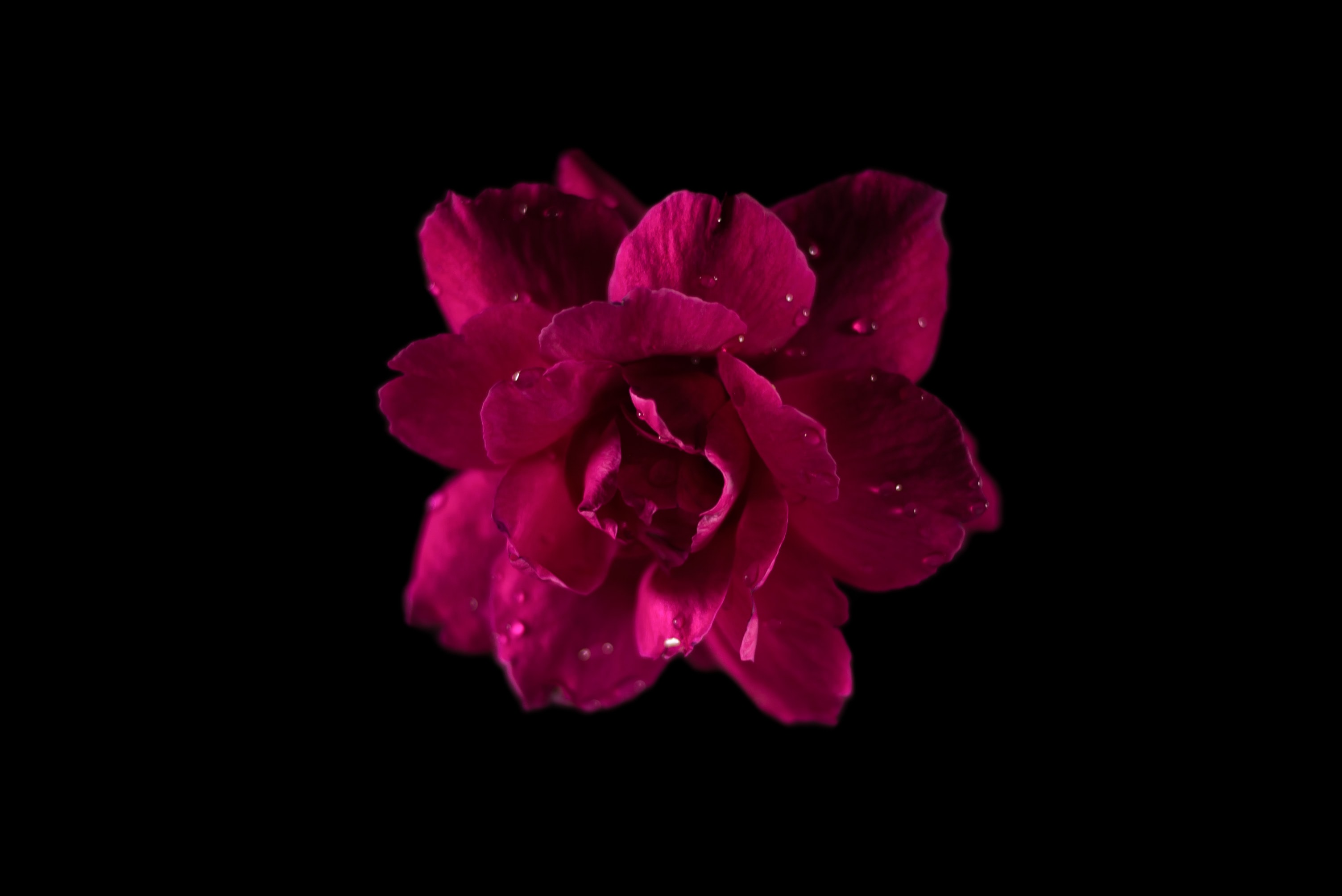 fonds d'écran amoled,pétale,rose,noir,violet,fleur