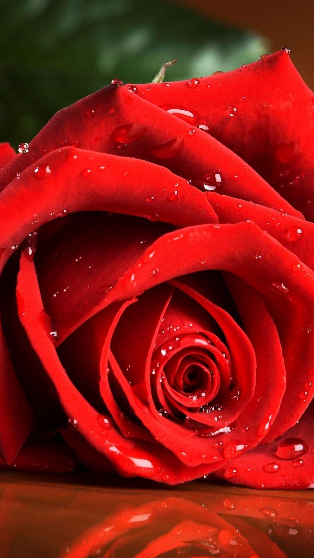 Hd Wallpaper Fur Handy 1920x1080 Rose Rot Gartenrosen Wasser Natur 22528 Wallpaperuse