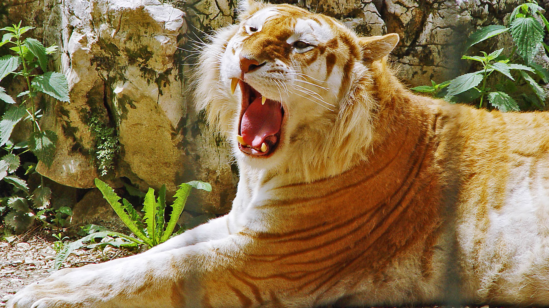 fondo de pantalla hd para móvil 1920x1080,tigre,tigre de bengala,animal terrestre,rugido,fauna silvestre