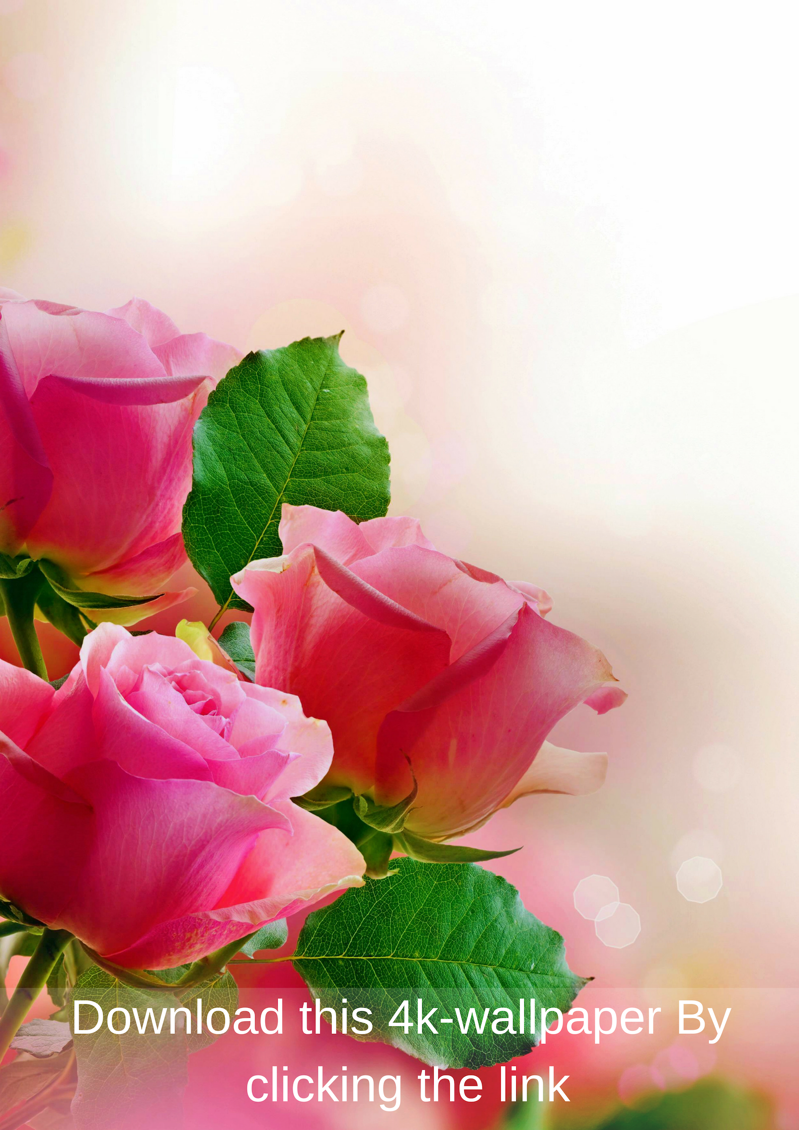 fondo de pantalla hd para móvil 1920x1080,flor,rosas de jardín,pétalo,rosado,naturaleza