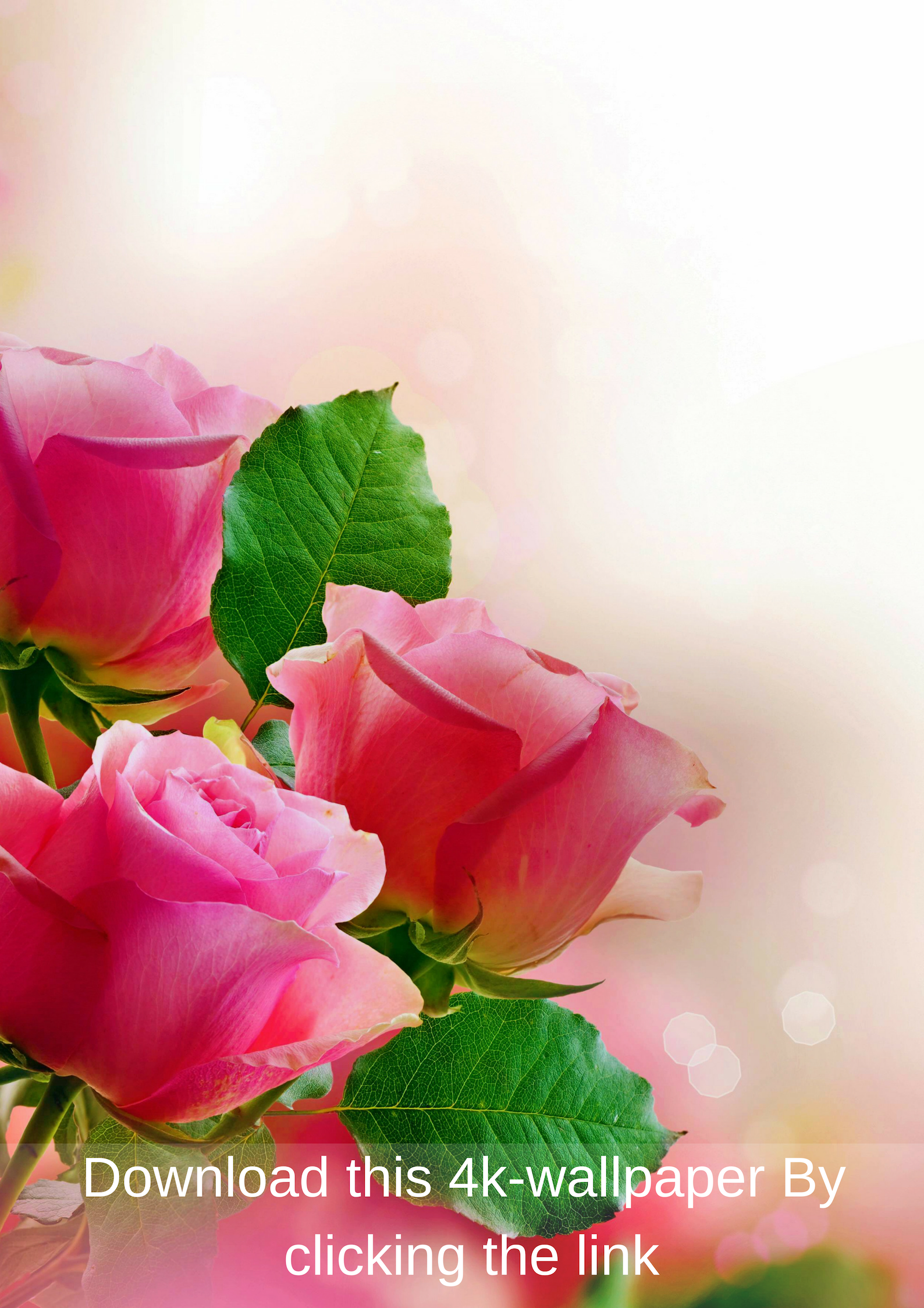 hd wallpaper for mobile 1920x1080,flower,garden roses,petal,pink,nature