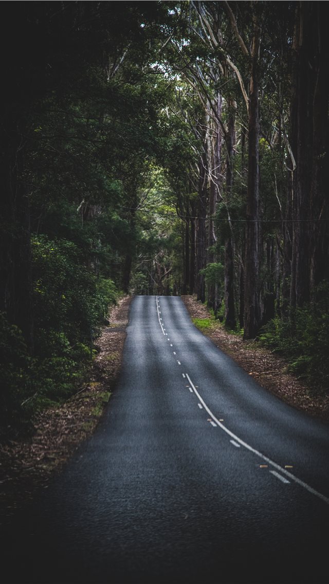 fondo de pantalla de carretera,la carretera,naturaleza,paisaje natural,árbol,asfalto