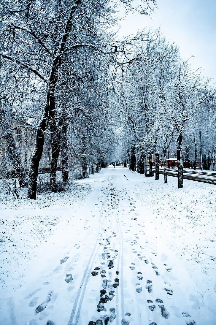 도로 벽지,눈,겨울,자연,나무,자연 경관