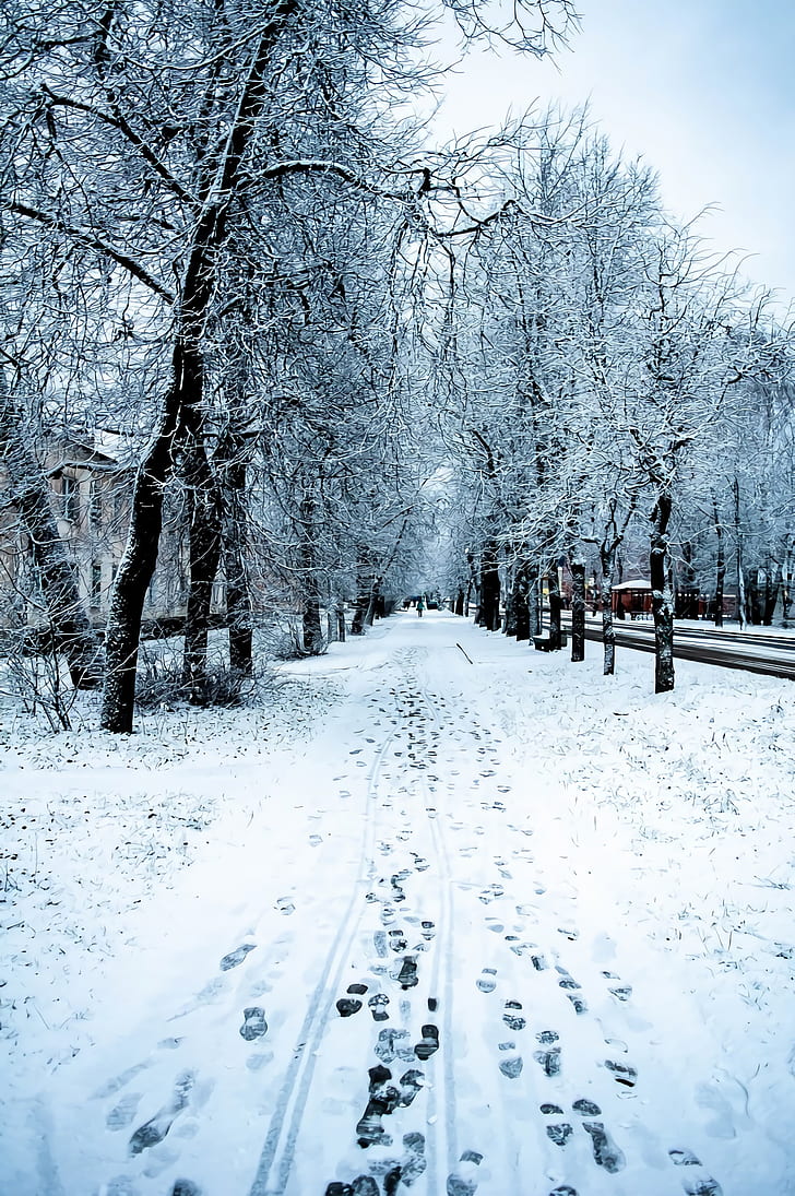 straßentapete,schnee,winter,natur,baum,natürliche landschaft