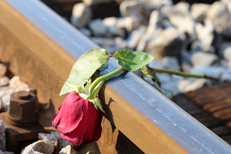 fond d'écran d'amour triste,fleur,plante,tige de plante,bourgeon