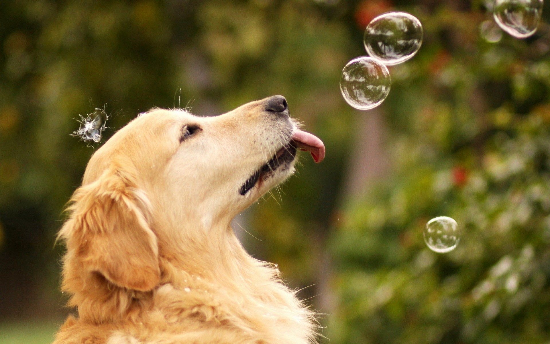 fond d'écran d'humeur,chien,golden retriever,groupe sportif,chien de compagnie