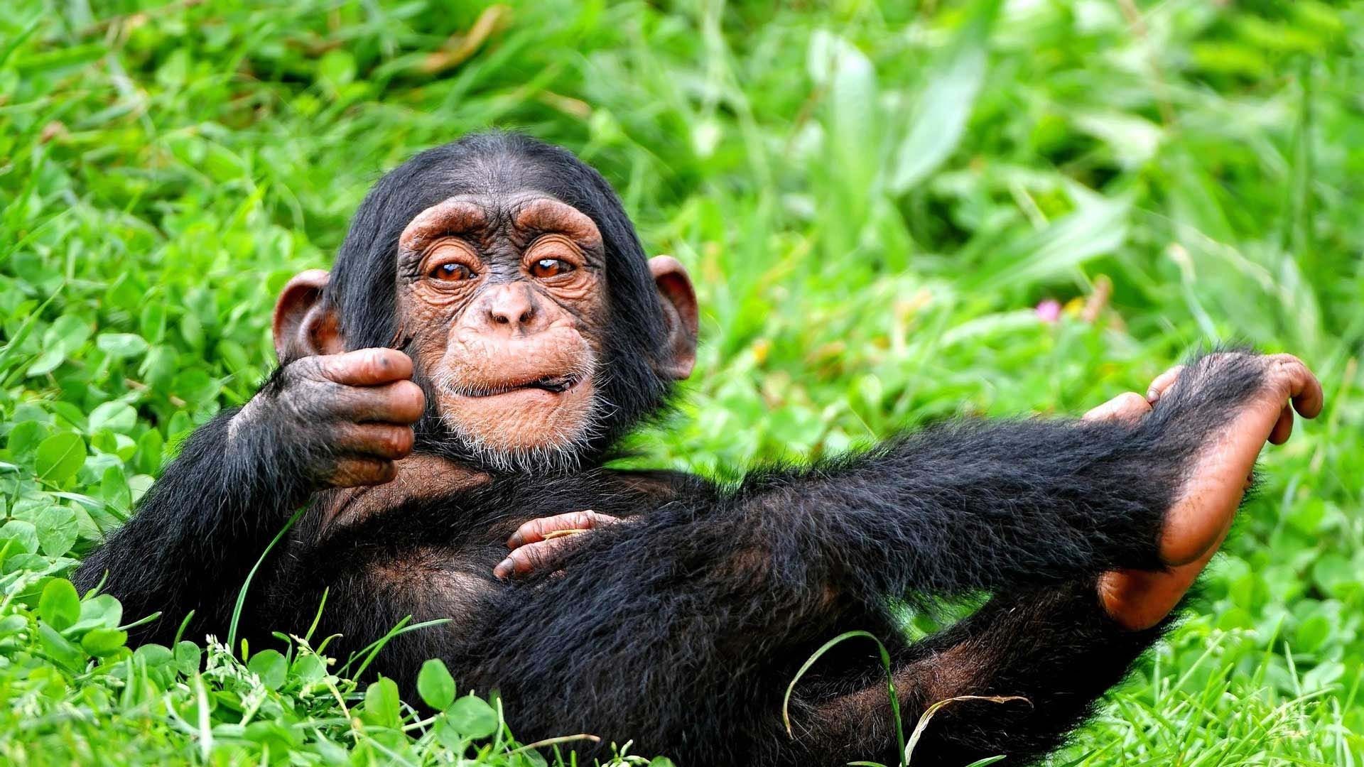 fond d'écran d'humeur,chimpanzé commun,primate,herbe,animal terrestre,bouche