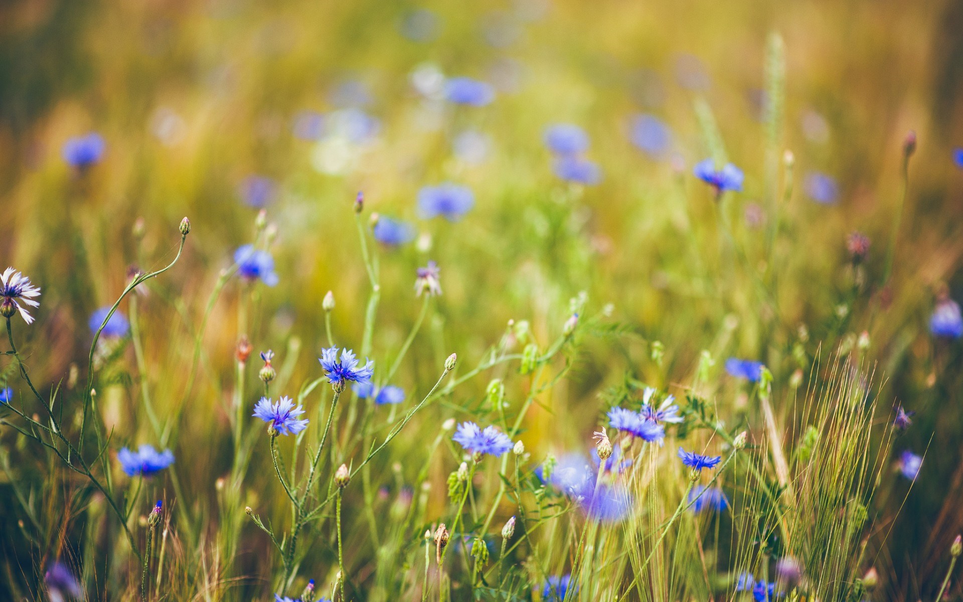 fond d'écran d'humeur,prairie,fleur,fleurs sauvages,herbe,plante