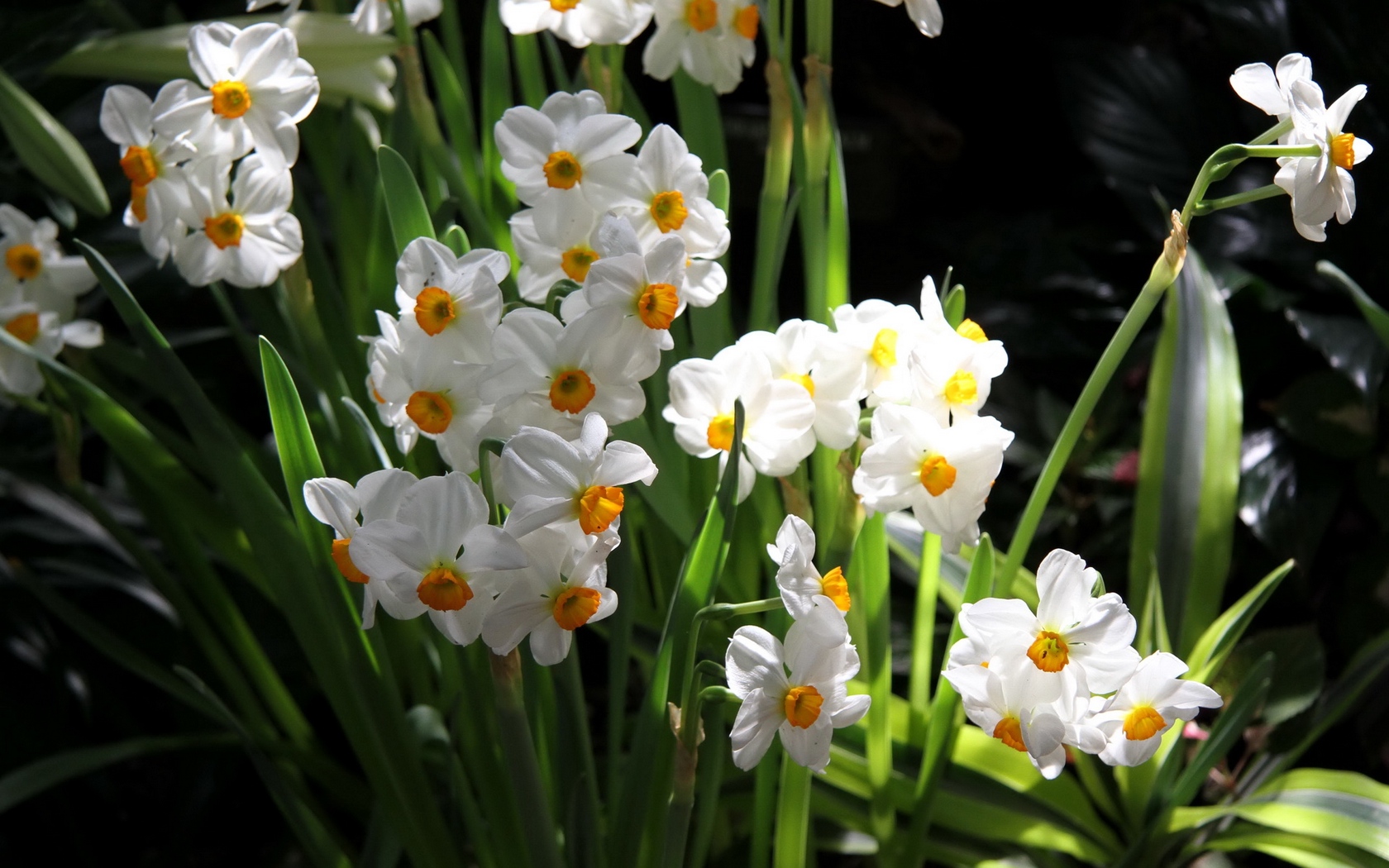 ムード壁紙,花,開花植物,工場,花弁,春