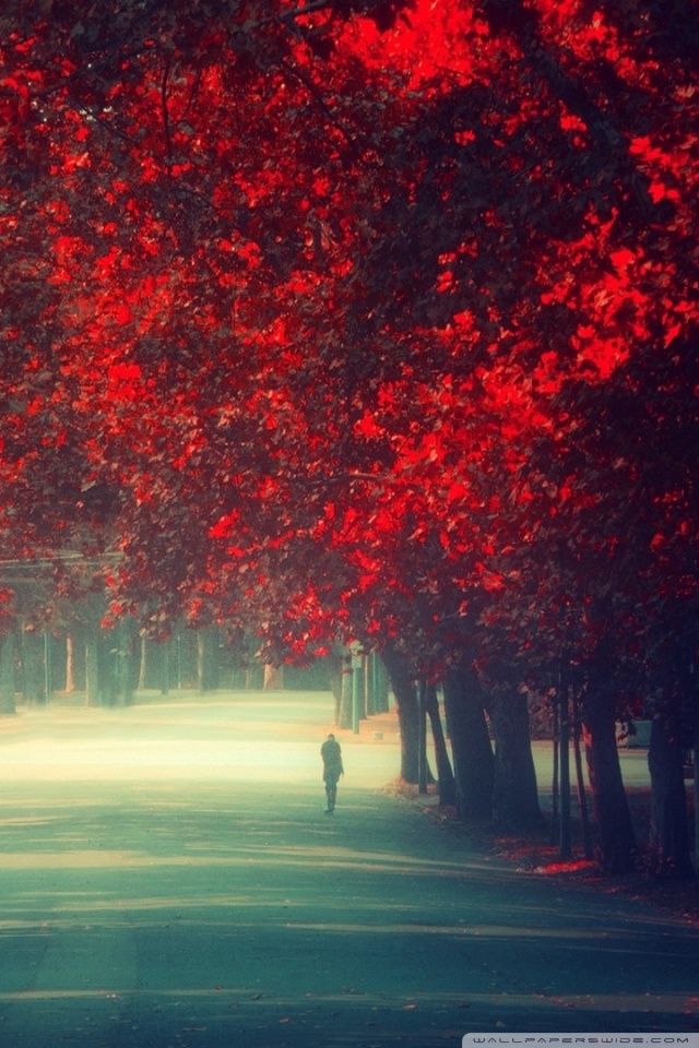 seul fond d'écran,rouge,arbre,ciel,feuille,plante ligneuse