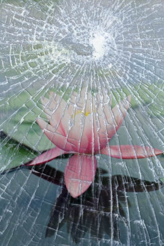 cracked screen wallpaper,flower,water,leaf,botany,plant