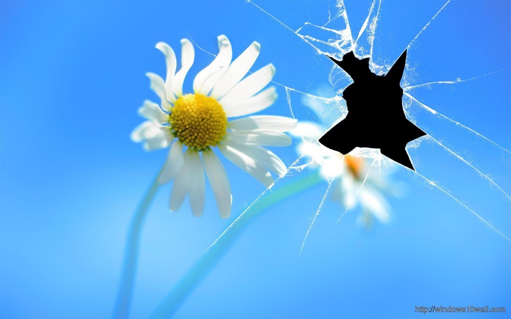 fondo de pantalla agrietado,azul,cielo,tiempo de día,flor,planta