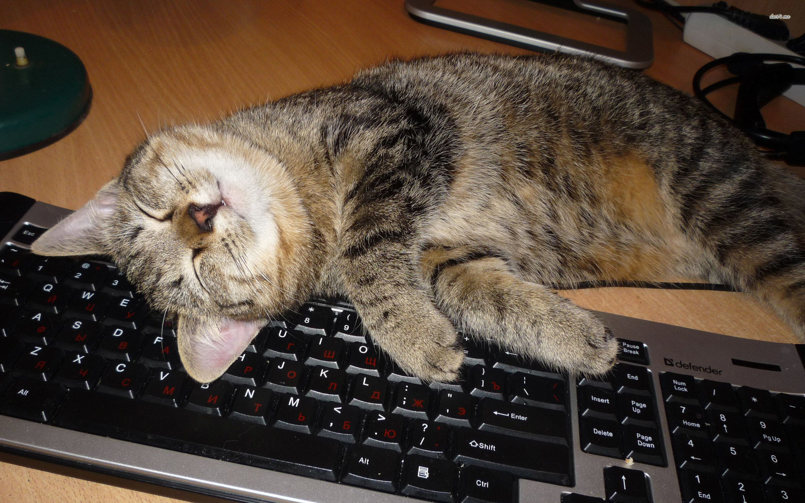 fond d'écran du clavier,chat,chats de petite à moyenne taille,félidés,chat tigré,shorthair européen