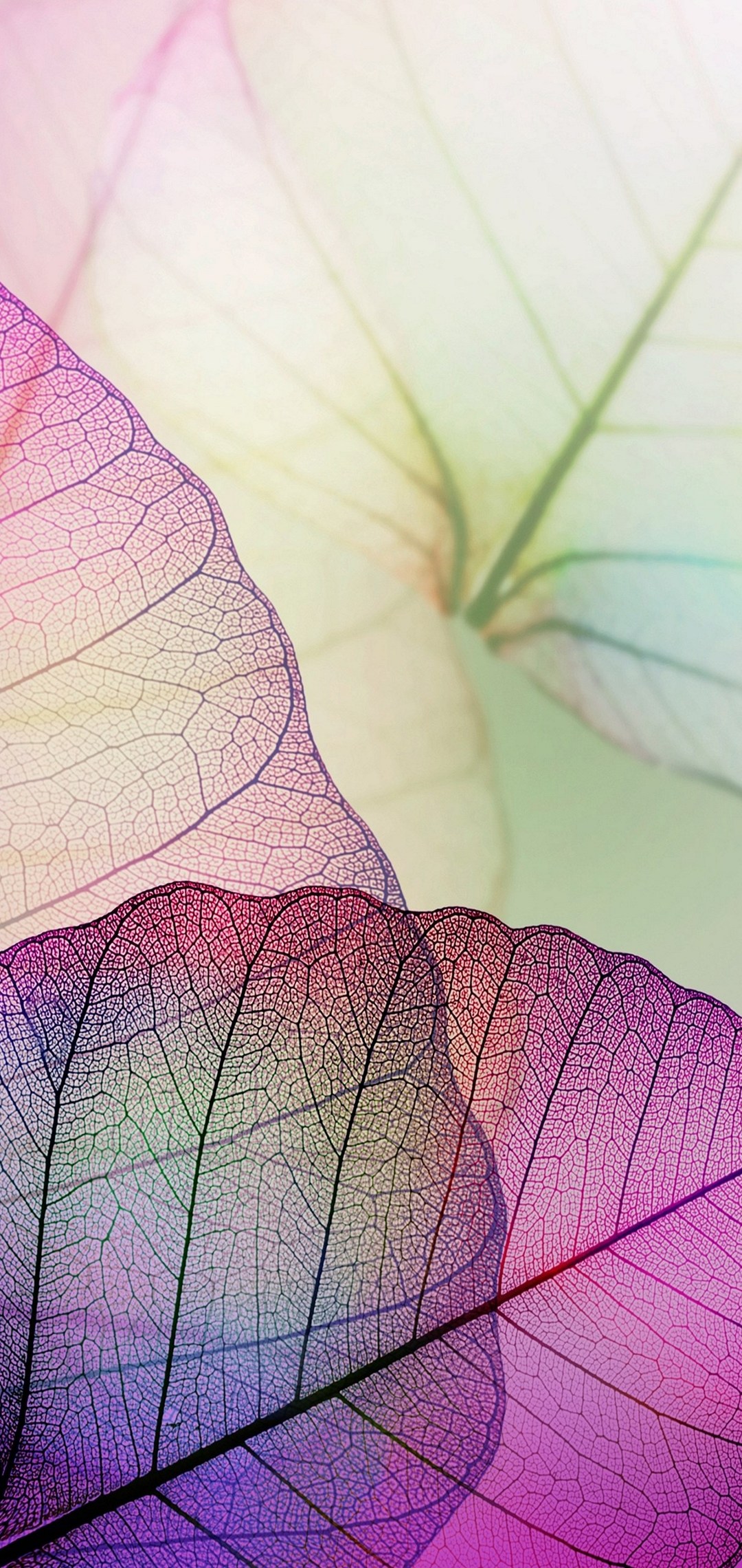 vivo wallpaper,leaf,flower,petal,plant,purple