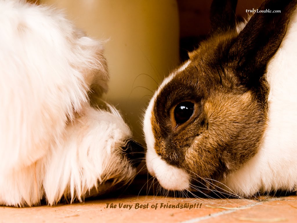 best friend wallpaper,rabbit,domestic rabbit,rabbits and hares,mammal,whiskers