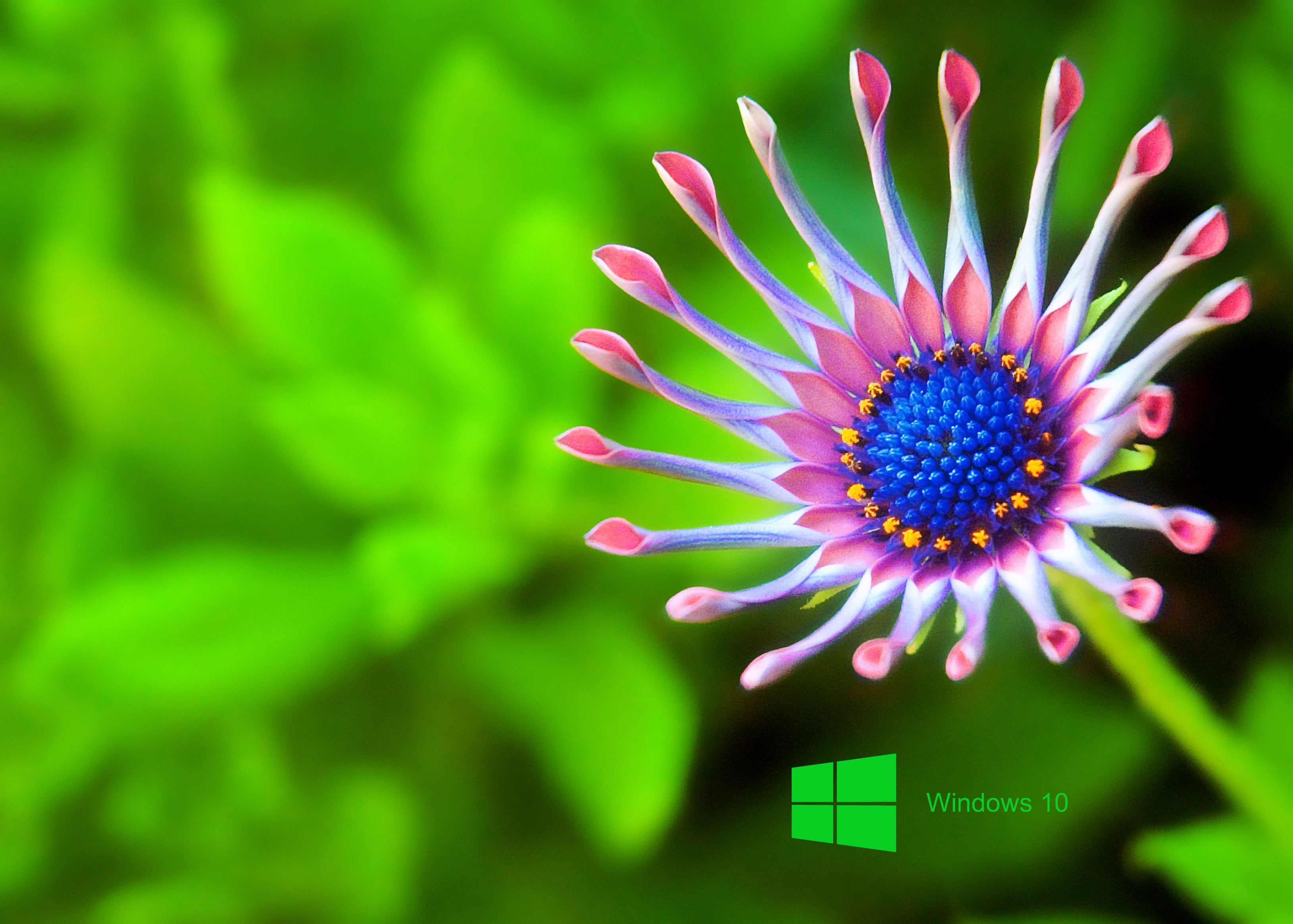 windows 10 wallpaper hd,verde,fiore,avvicinamento,petalo,pianta