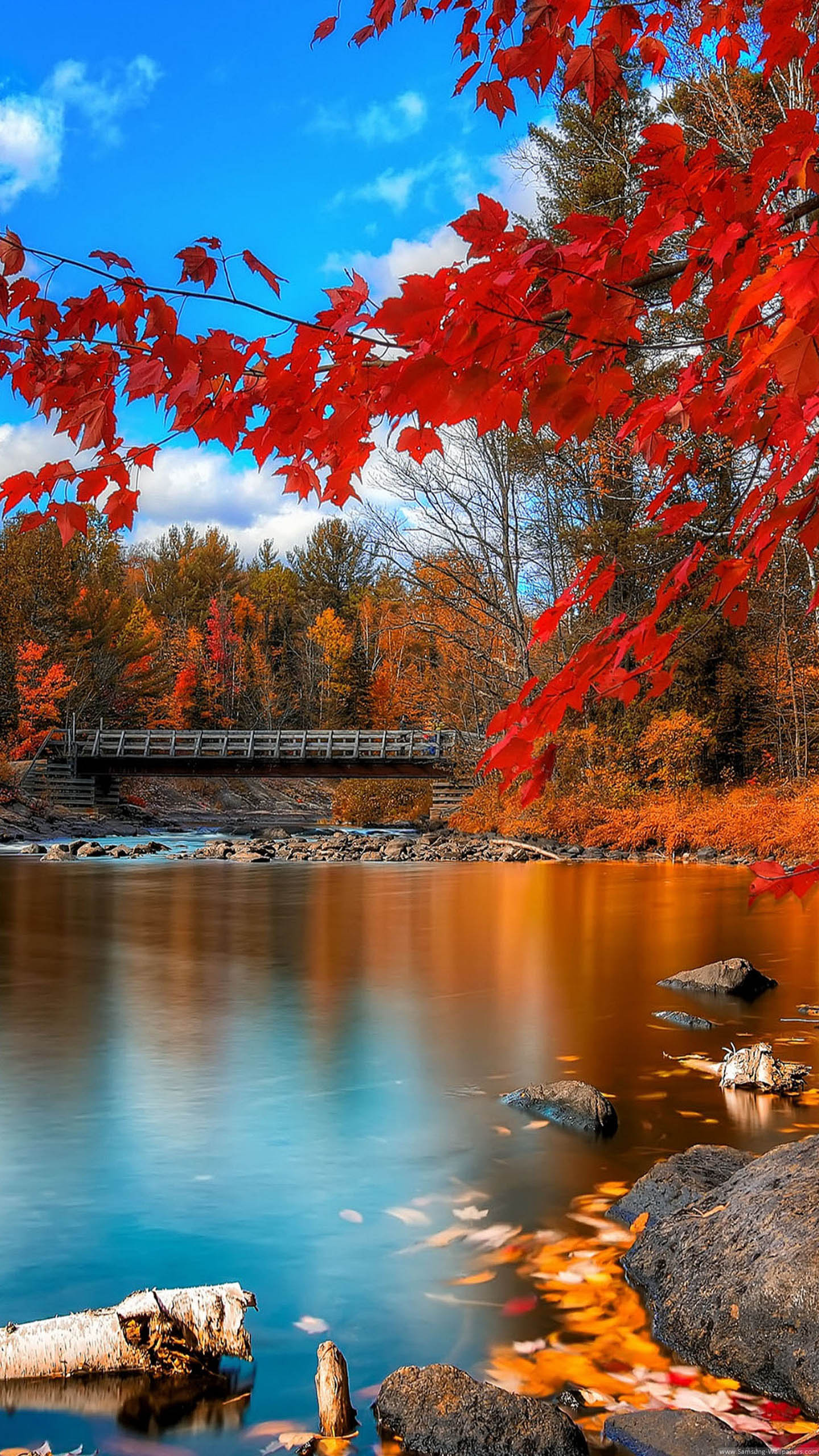 lock screen wallpaper hd,natural landscape,nature,tree,reflection,leaf