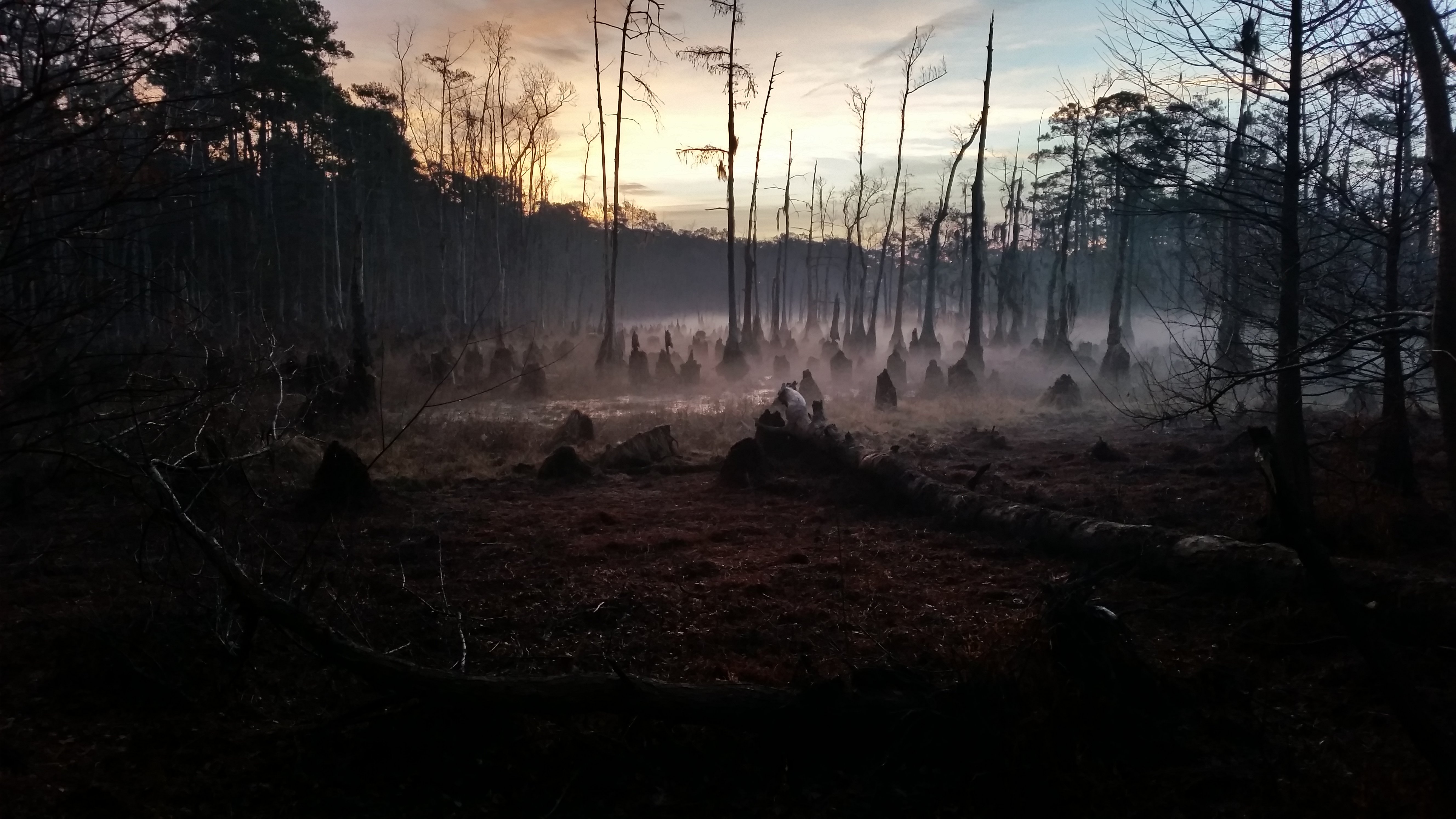 fonds d'écran effrayants,la nature,forêt,des bois,ciel,arbre