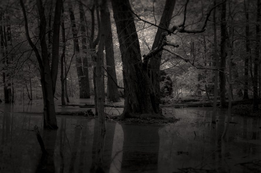 fondos de pantalla de miedo,naturaleza,árbol,negro,paisaje natural,agua